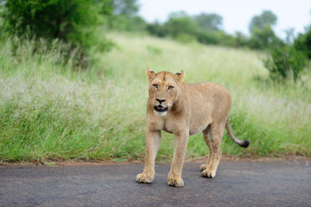 A magnificent lioness on a road by the grass covered field and treesの写真素材