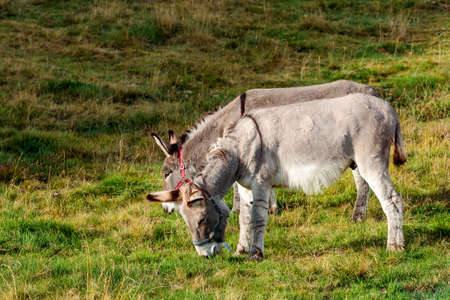 A beautiful shot of two cute donkeys eating grass in the field