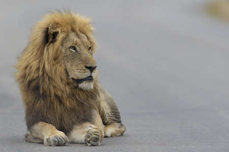 A lion laying on the roadの写真素材