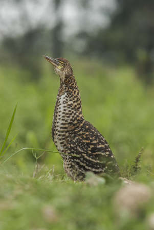 A closeup shot of a night heron bird standing in the grass with blurred background
