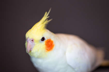 A closeup shot of a lutino cockatiel on a blurred backgroundの写真素材