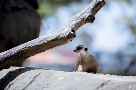 A closeup shot of a meerkat on a rock with a blurred background
