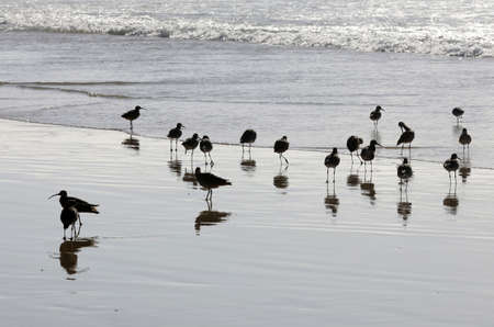 A beautiful shot of a flock of black birds in the ocean with their reflection in the waterの写真素材