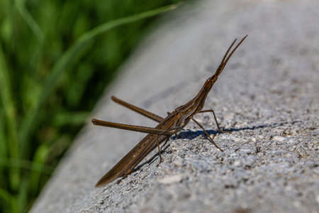 A closeup selective focus shot of a mosquito getting ready to jump