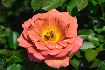 A closeup shot of bees collecting nectar on a pink rose flower with green leaves