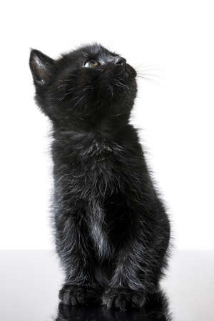 A vertical shot of a cute black kitten looking up sitting on a glass surface with a white backgroundの写真素材