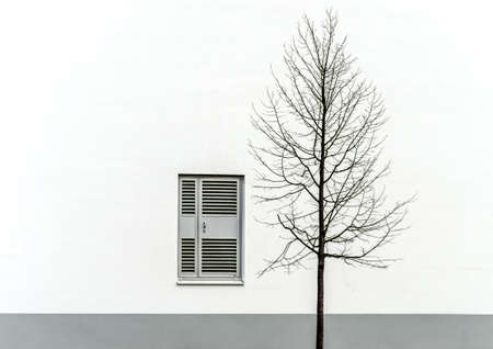 A single bare tree in front of a white and gray wall with a windowの写真素材