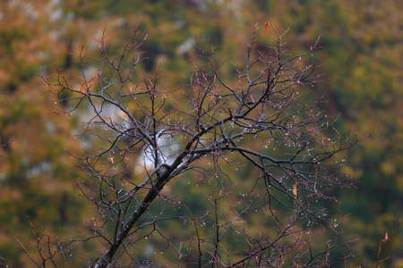 A closeup shot of a bare tree on a blurred background