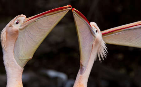 A closeup shot of two pelicans with their head upの写真素材