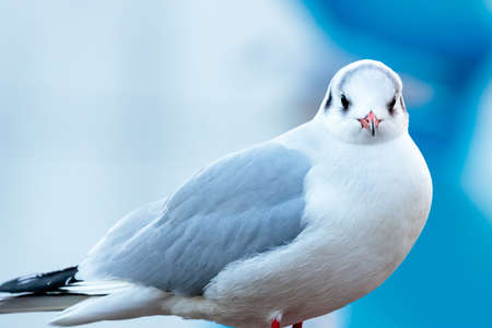 A beautiful white and grey European herring gull on a blurred backgroundの写真素材