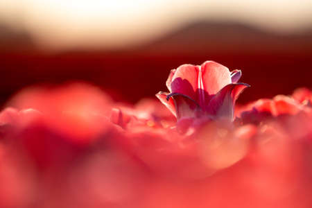 A closeup shot of a beautiful red tulip in a tulip field - concept of standing out