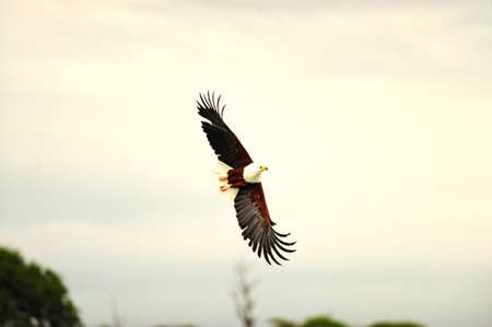 A beautiful eagle flying in the sky with its wings wide open