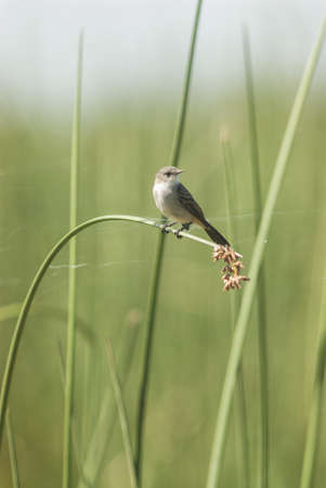 A selective focus shot of a small bird standing on the tall grass leaf with blurred background