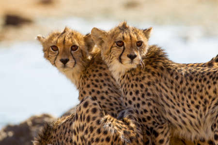 A selective focus shot of magnificent cheetahs standing near a small pondの写真素材
