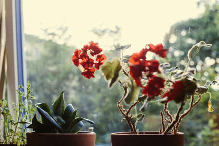 A selective focus shot of a red flower in a pot near the window with a blurred backgroundの写真素材