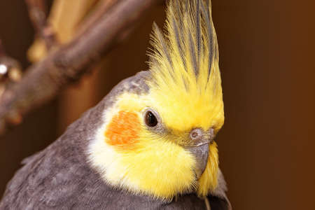 A closeup shot of the yellow head of a beautiful Cockatiel on a blurred background