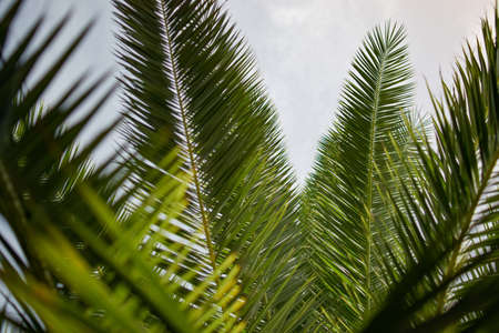 A closeup shot of the leaves of an exotic babassu plant for backgroundの写真素材