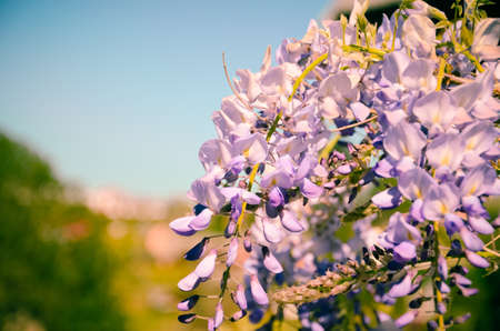 A closeup view of the butterfly bushes blossom under a blue sunny sky during daytimeの写真素材
