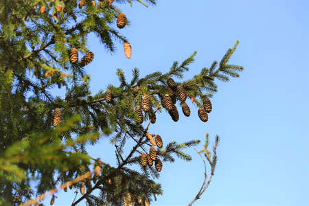 A selective focus shot of a green oak tree under the beautiful clear skyの写真素材