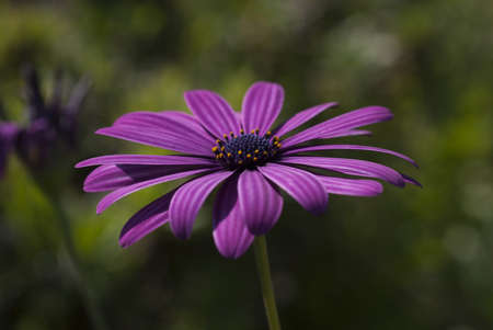 A closeup shot of a beautiful purple-petaled African daisy flower on a blurred background