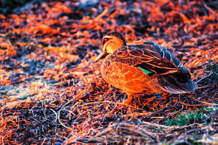 A closeup shot of a duck on the grass covered groundの写真素材