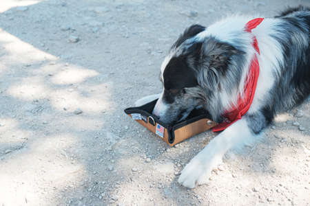 A border collie dog with a red bandana drinking water out of a foldable water bowl on the dirt...
