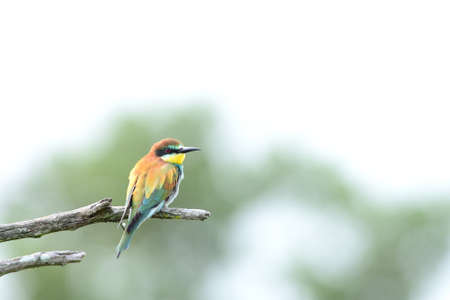 A selective focus shot of an exotic colorful bird on a branch with a blurred backgroundの写真素材