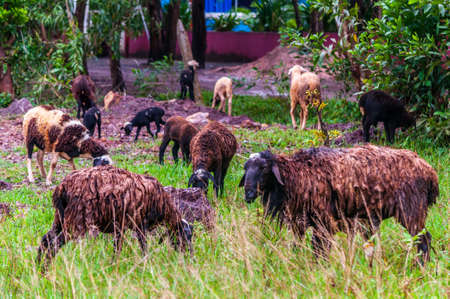 A lot of sheep in the pasture surrounded by green trees and plants