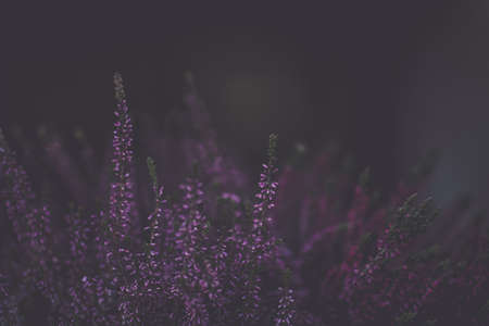 A closeup picture of blooming lilacs during the nighttime with a blurry backgroundの写真素材