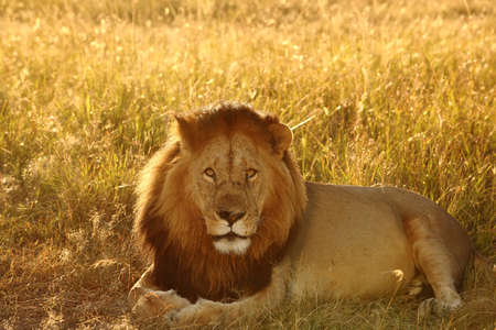 A magnificent lion resting on the fields covered with tall grass in the African jungleの写真素材