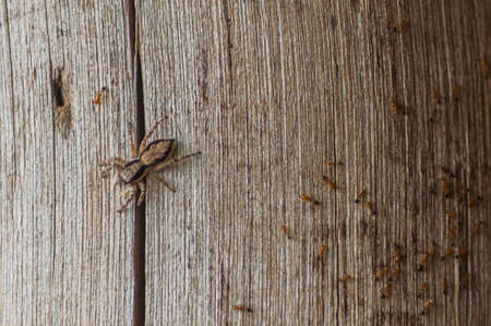 A macro photography shot of a spider walking on a brown wooden surface with a lot of insectsの写真素材