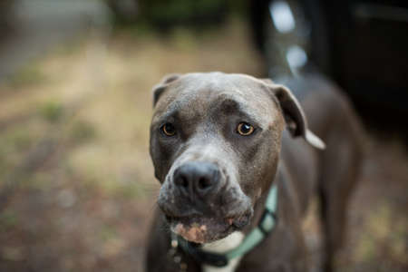 A closeup shot of a brown Staffordshire bull terrier dog on a blurred backgroundの写真素材