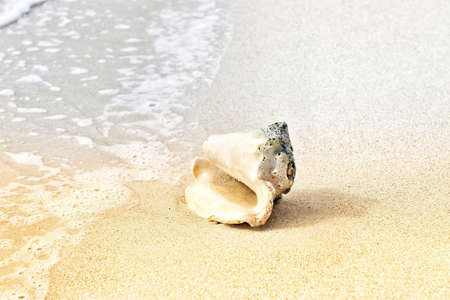 A closeup picture of an empty snail shell on a beach surrounded by sea under sunlight