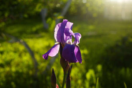 A closeup of a beautiful iris blossom under sunlight surrounded by greenery with a blurry background