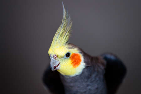 A closeup shot of a cute cockatiel parrot on a blurred backgroundの写真素材