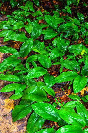 A vertical closeup shot of unique leaves of a beautiful plant growing to bring beauty to people