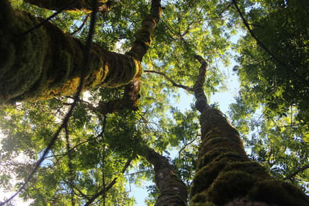 A low angle shot of high trees with green leaves under the clear sky