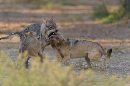 A selective focus shot of wolfdog fighting with its mouth openの写真素材