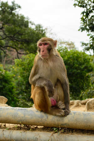 A vertical shot of a monkey sitting on a pipe near the forest in Hong Kong