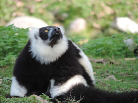 A selective focus closeup shot of a cute black and white hooded skunk dramatically staring at the...