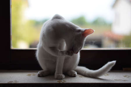 A closeup selective focus shot of a cute white kitten sitting on a window sillの写真素材