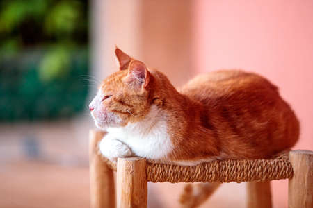 A closeup shot of a cute ginger cat sitting on a chair with blurred backgroundの写真素材