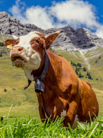 Cow in the French Alps near the Mont Blanc on a warm summer dayの写真素材