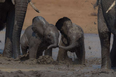 A selective focus shot of two baby elephants playing around in the mudの写真素材