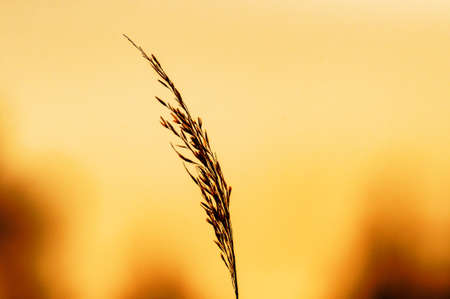 A selective focus shot of a plant witt the blurry sunset in the backgroundの写真素材