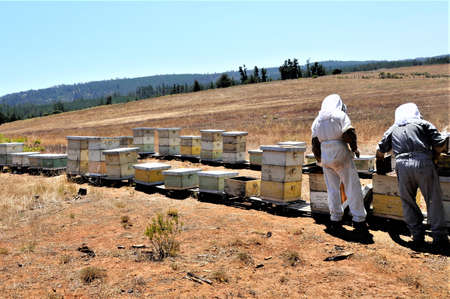 Beekeepers hardly working on getting honeycomb out in order to harvest honey