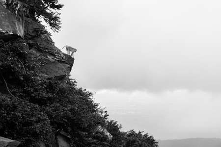 A beautiful shot of a steep high rocky green cliff with a rhesus macaque monkey standing on a rockの写真素材