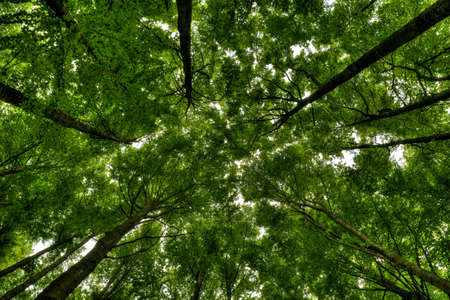A low angle shot of tall trees in a beautiful green forest