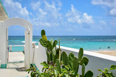 A balcony with cactus plants and the beautiful beach in the background