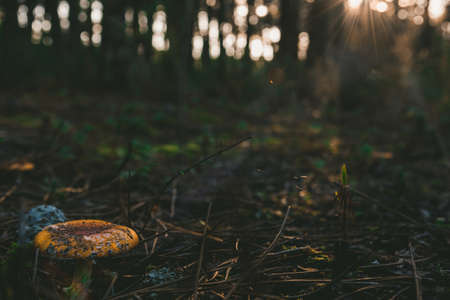 A closeup of a brown Amanita regalis in the forest surrounded by greenery under sunlight